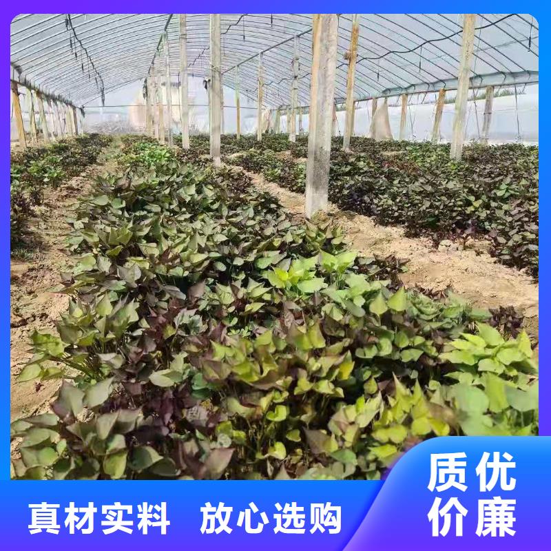 紫薯苗子种植基地就近发货