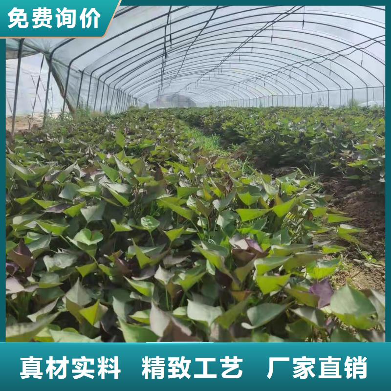 紫薯苗南瓜粉详细参数保质保量