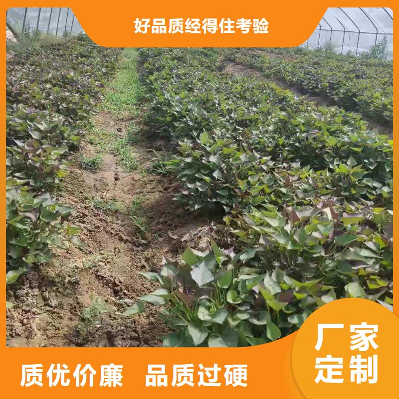 紫薯苗,羽衣甘蓝粉0中间商差价欢迎来电询价
