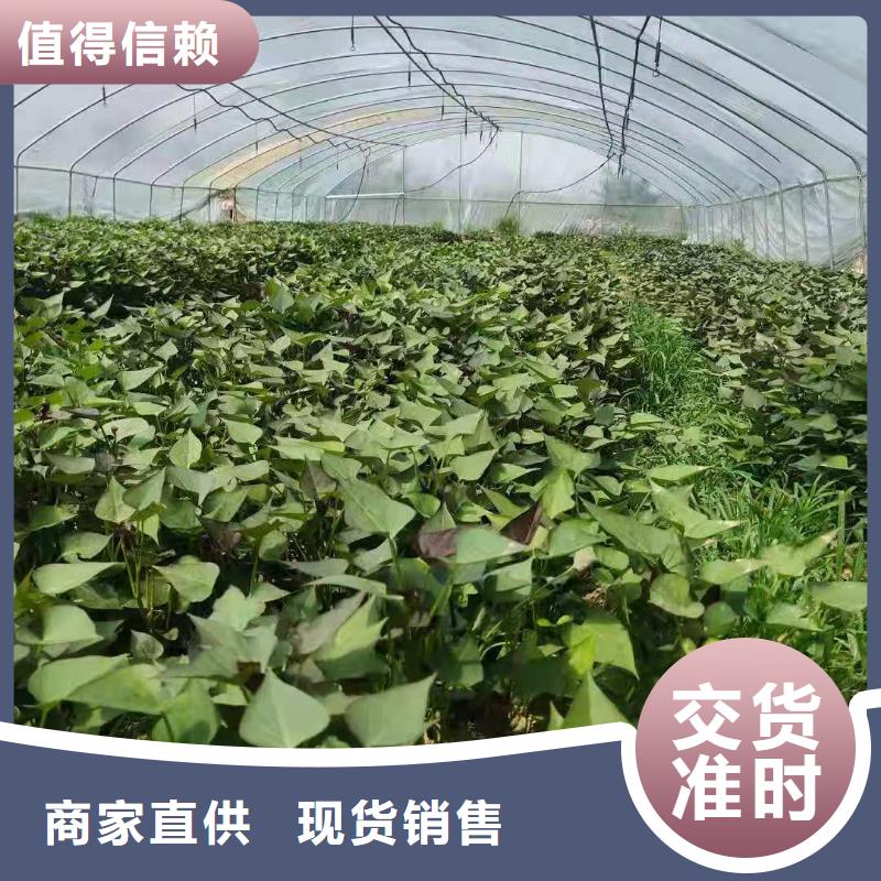 紫甘薯苗怎么培育经验丰富质量放心