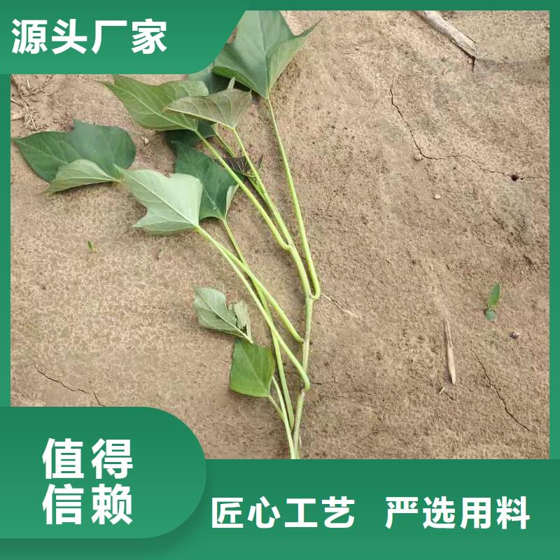 紫薯苗_紫薯粉实力厂家严选好货