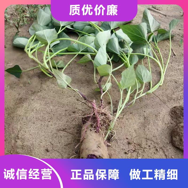 紫薯苗子厂家价格是多少本地供应商