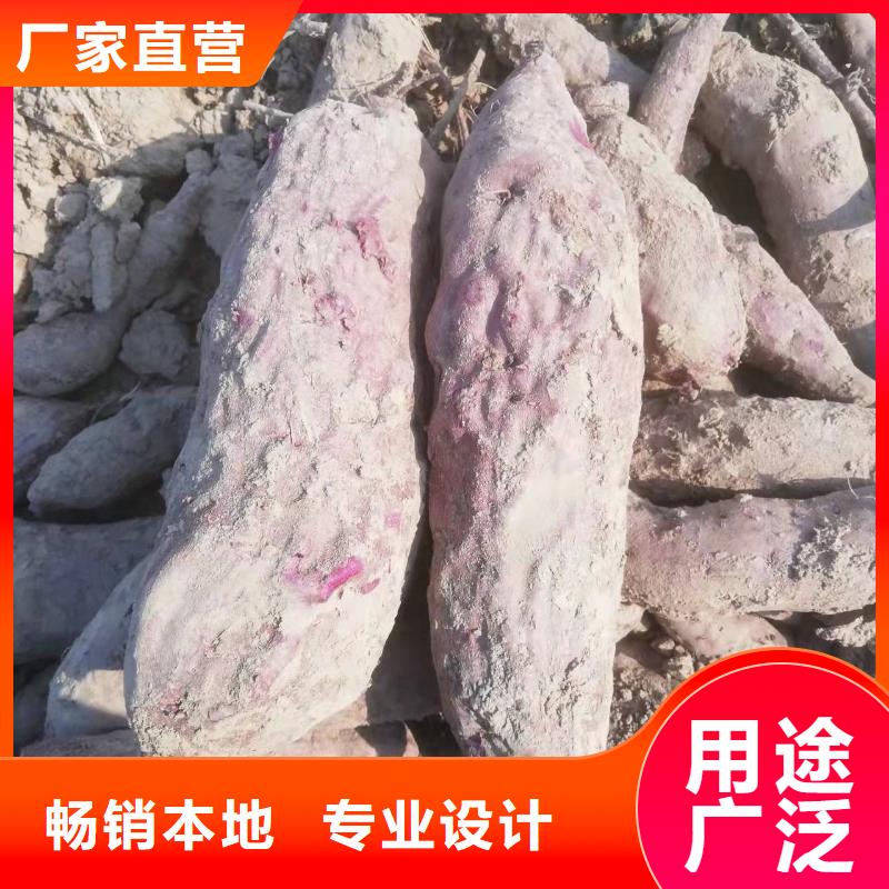 紫薯苗_紫薯雪花片专业生产厂家当地公司