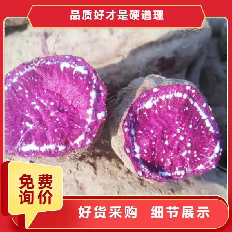 鲜食型紫薯苗能吃吗工厂认证