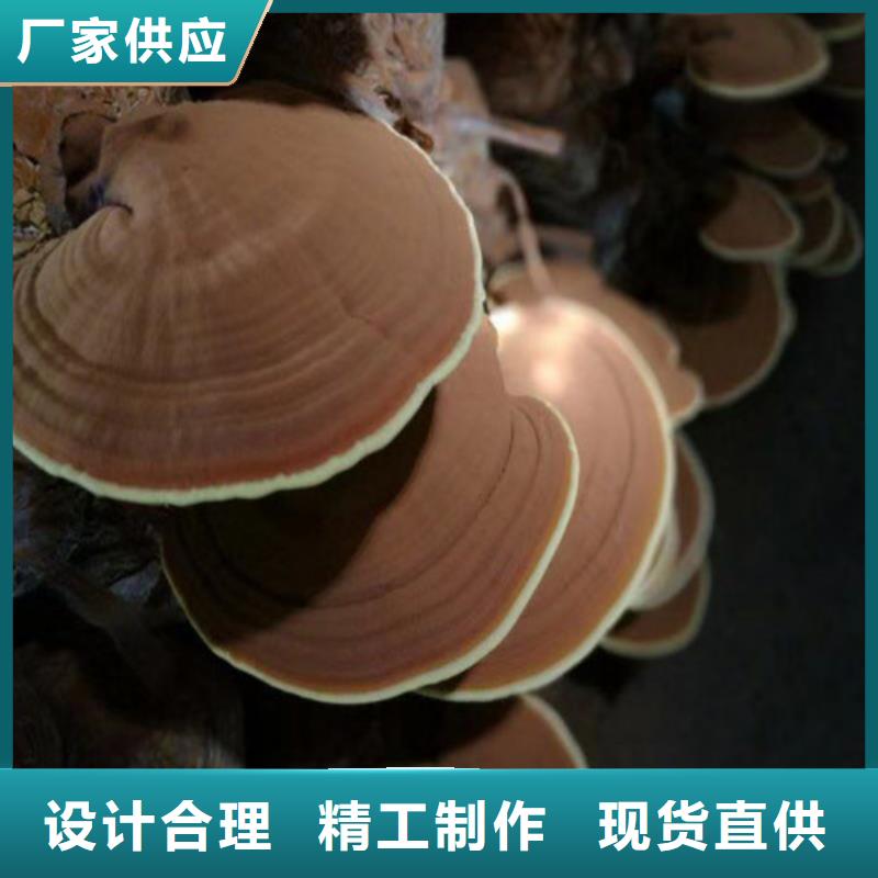 
灵芝超细粉-实体厂家质量放心货真价实