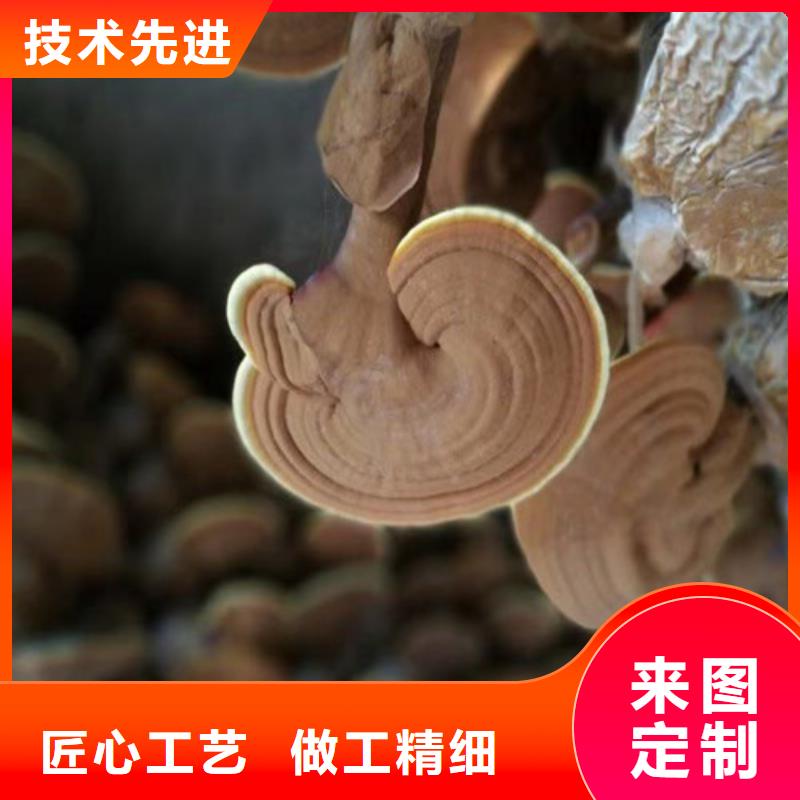 
灵芝粉专业销售团队拒绝差价