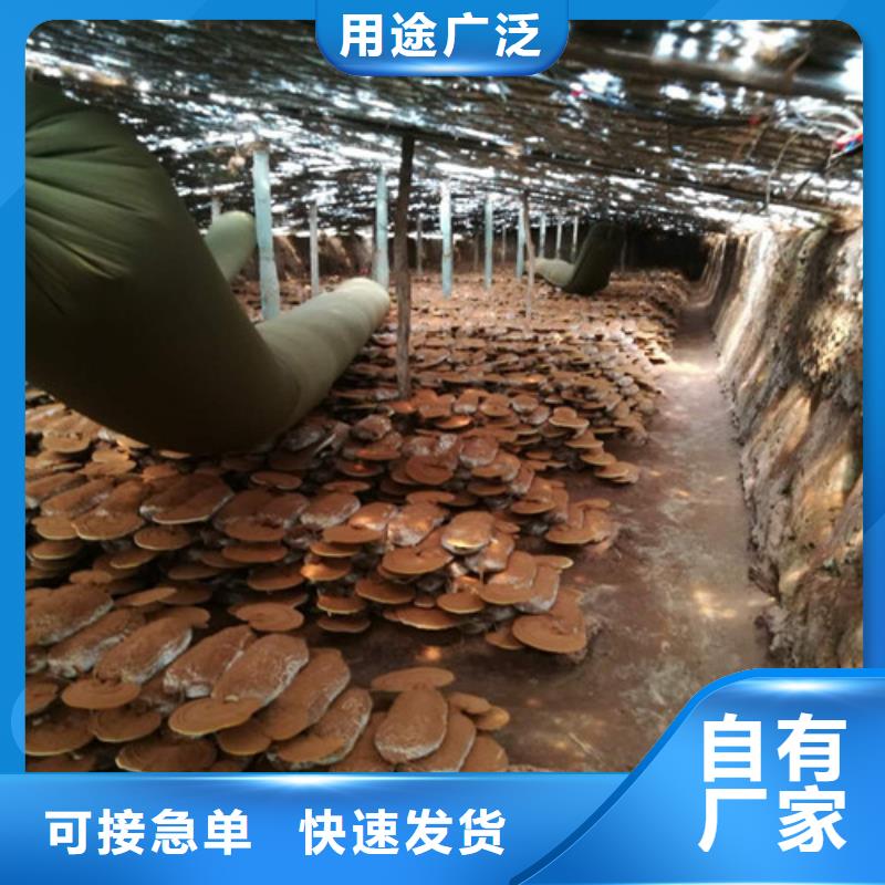 
灵芝粉-多年经验造就好品质优势