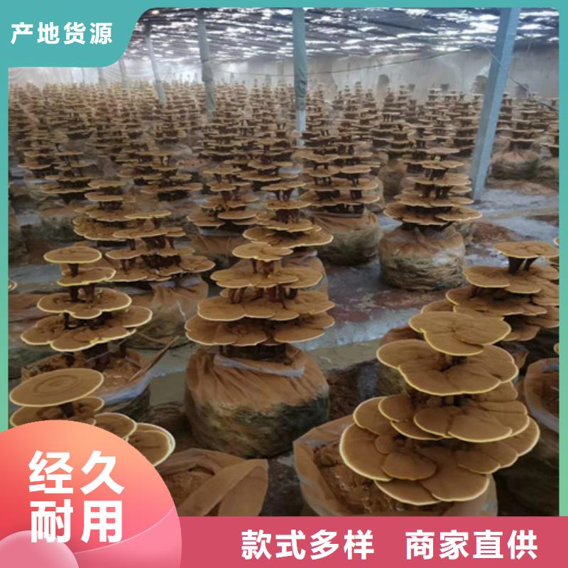 服务周到的
灵芝粉供货商物流配货上门