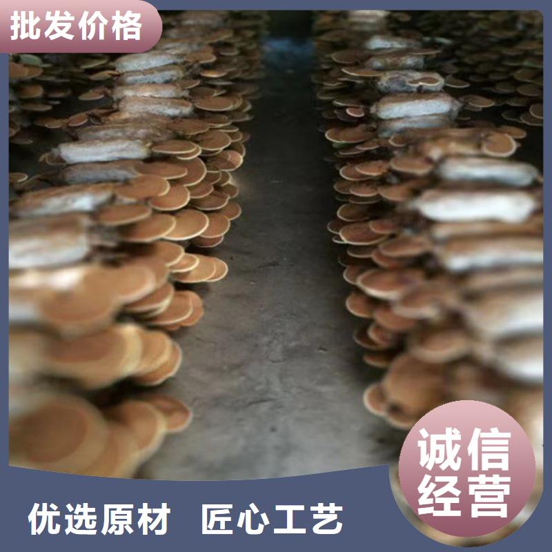
灵芝超细粉薄利多销工厂采购