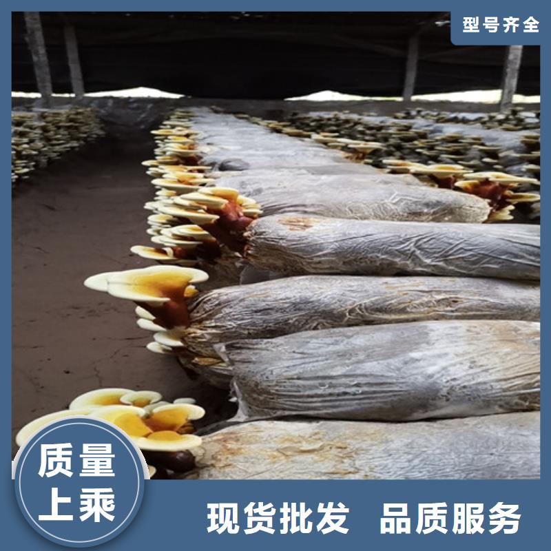 干灵芝实体厂家直销当地供应商