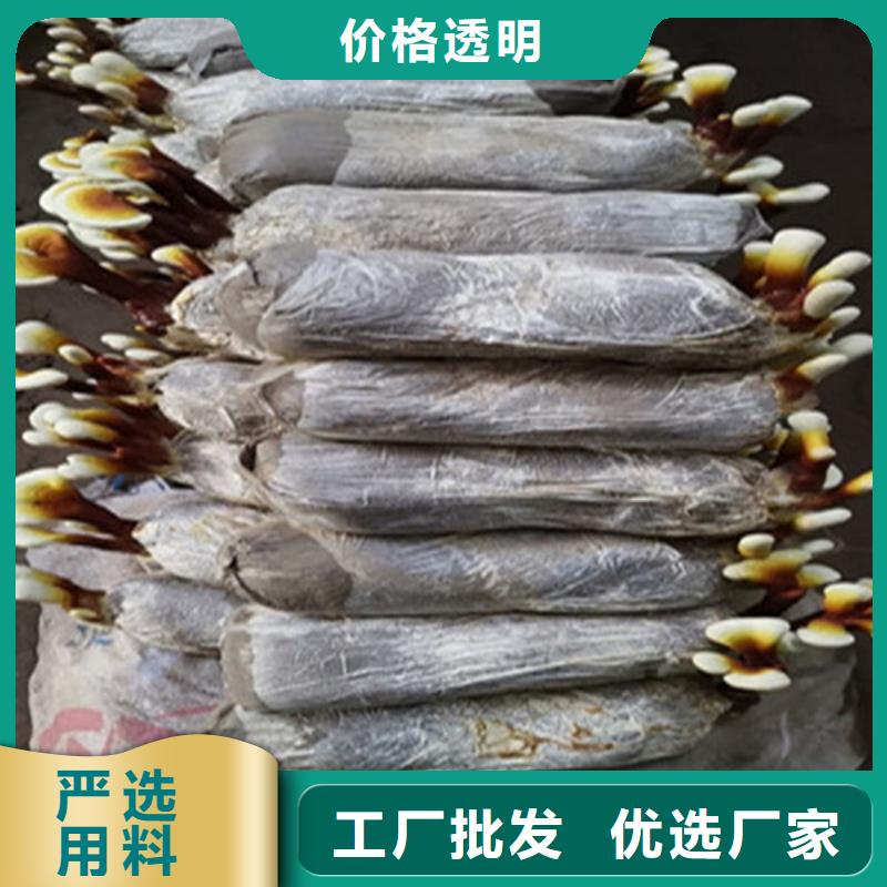 灵芝盆栽诚信经营厂家畅销当地
