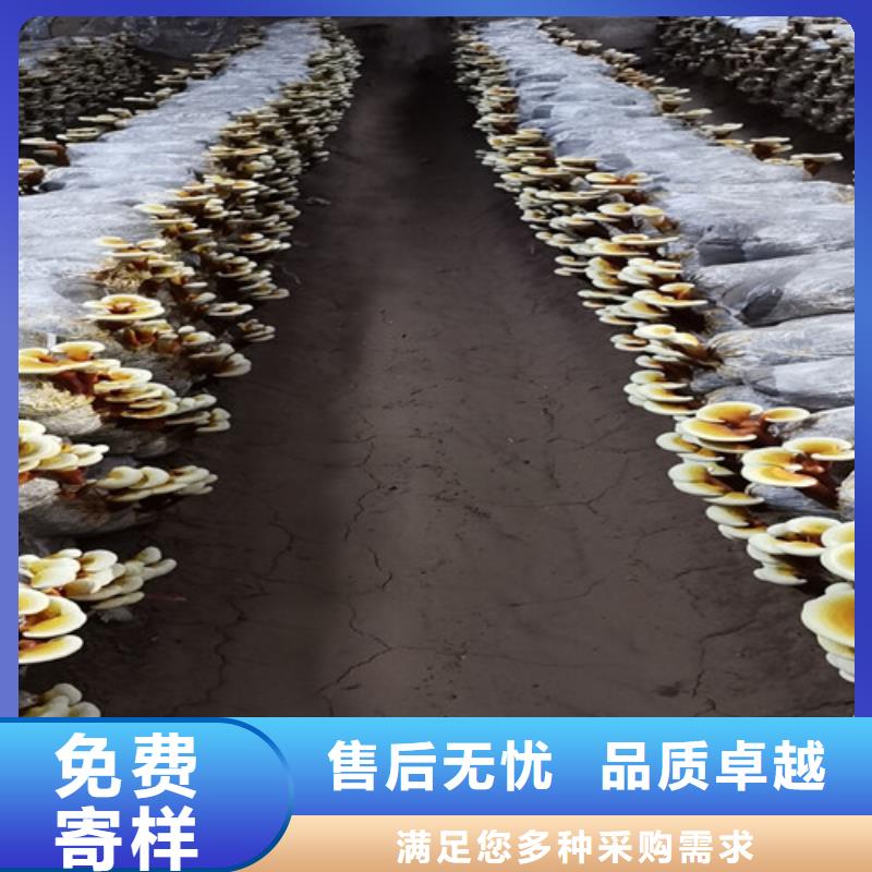 
灵芝粉全国送货上门本地生产商