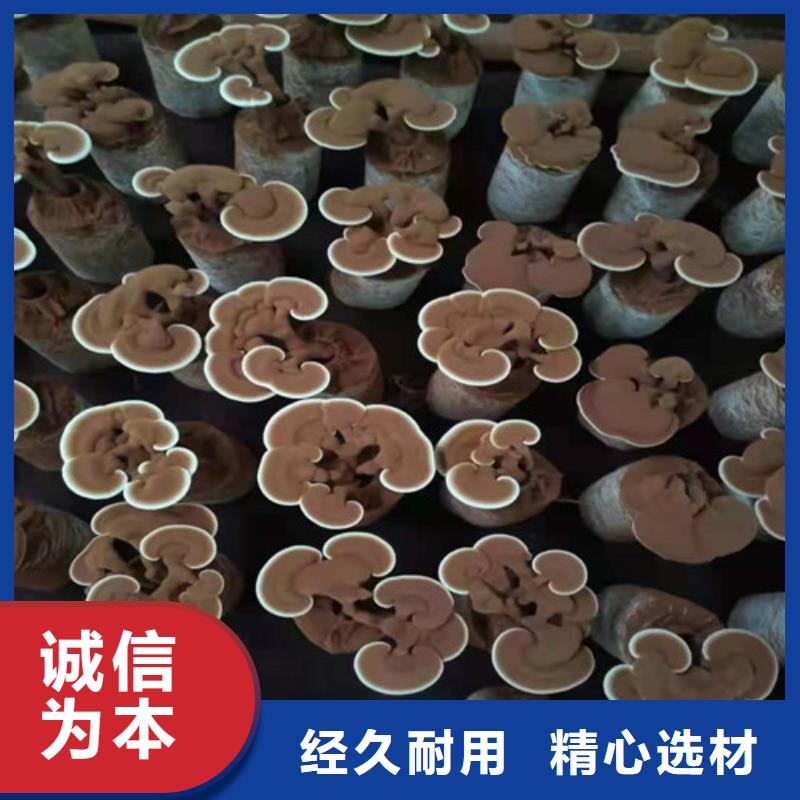 灵芝超细粉正规工厂有保障质量安心