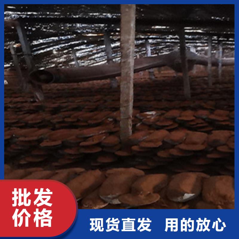 销售
灵芝超细粉公司优势