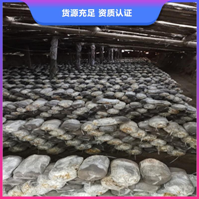
孢子灵芝生产厂家-欢迎新老客户来电咨询拒绝伪劣产品