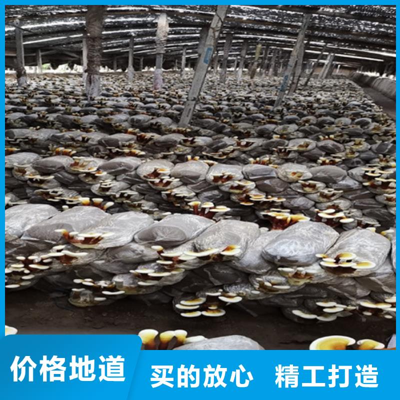 赤灵芝厂家-可按需定制当地货源