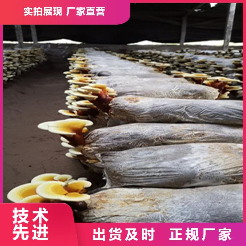 
灵芝粉出厂价当地生产厂家