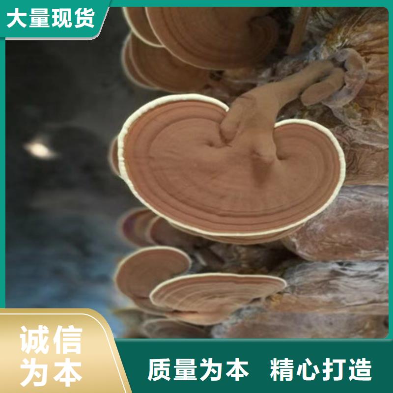 批发
灵芝粉优势