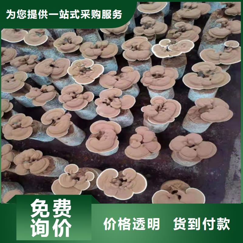经验丰富的
孢子灵芝供货商大量现货供应