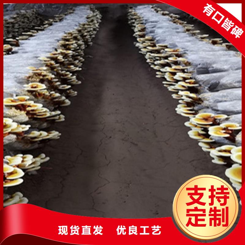 灵芝超细粉、灵芝超细粉厂家直销-库存充足本地生产厂家