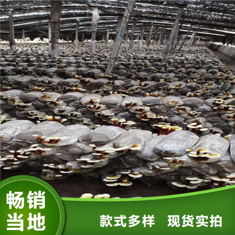 灵芝超微粉行情报价专业生产N年