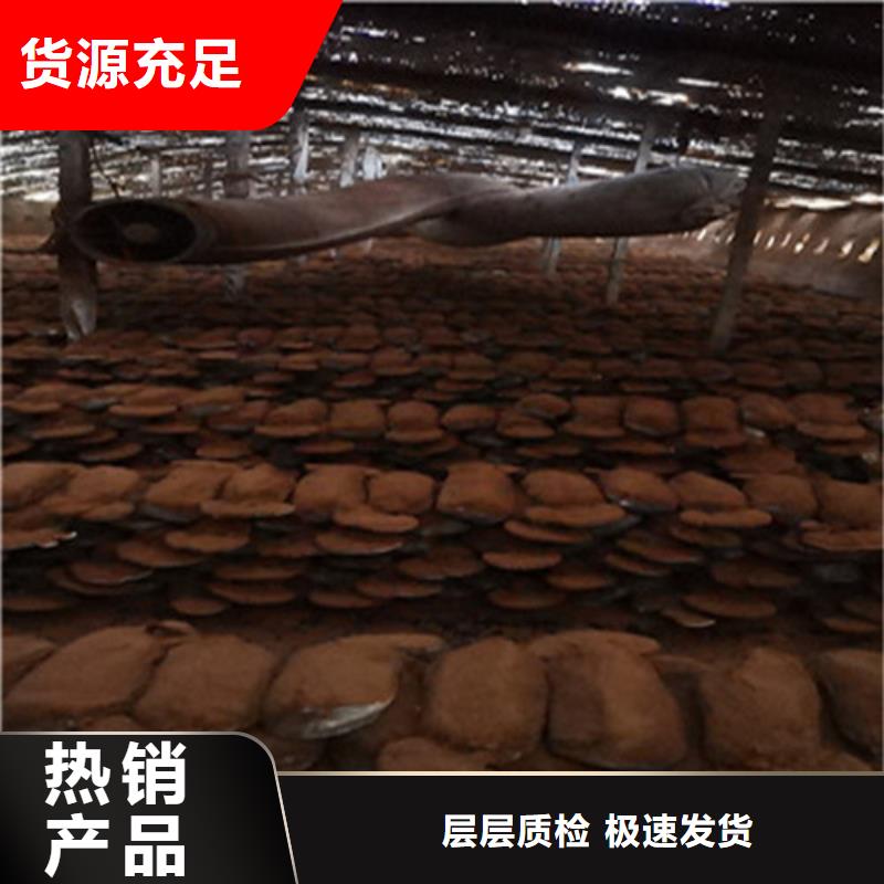 销售破壁灵芝粉_优质厂家一手货源