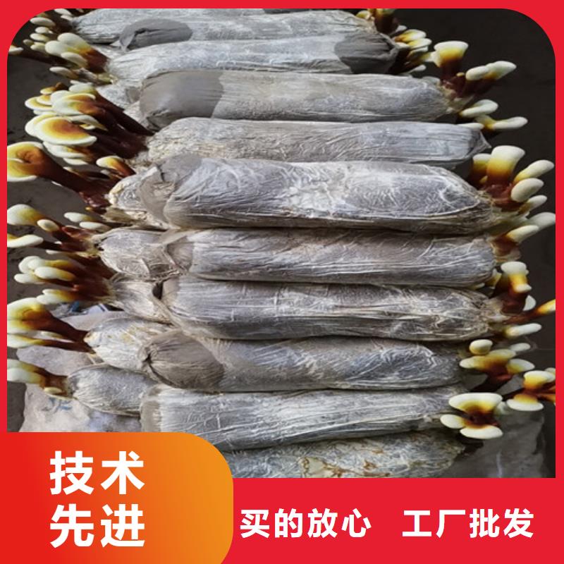 【灵芝孢子粉多年行业经验】助您降低采购成本