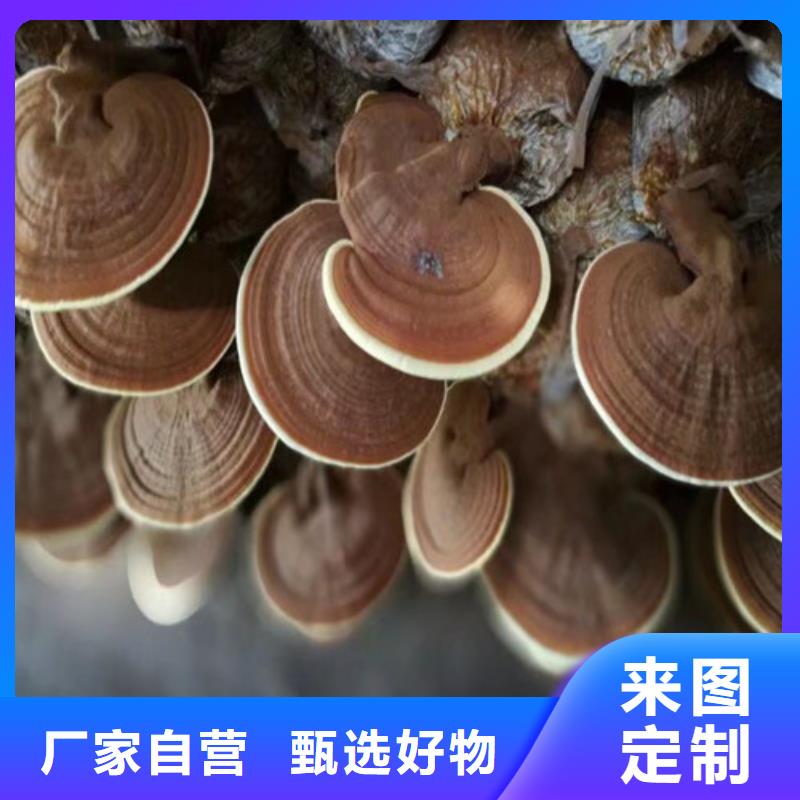 
孢子灵芝厂家【
孢子灵芝吧】产品实拍