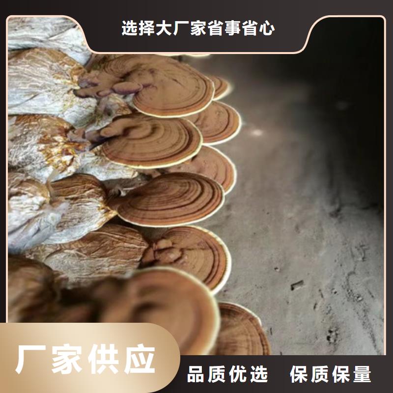 【图】
孢子灵芝厂家直销厂家质量过硬