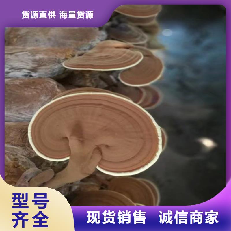 灵芝孢子粉优质售后实力才是硬道理