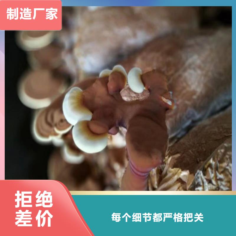 #灵芝白牙#到厂参观本地公司