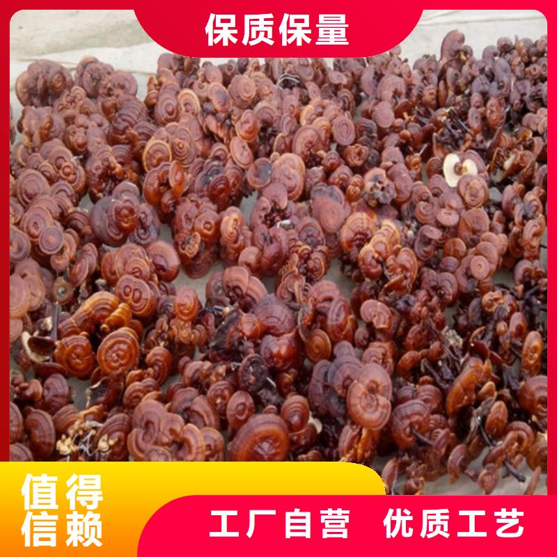 生产灵芝孢子粉_厂家/供应规格型号全