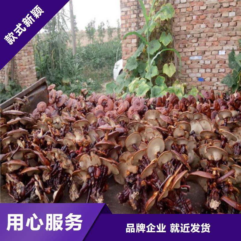 
灵芝粉
量大优惠_现货供应本地制造商