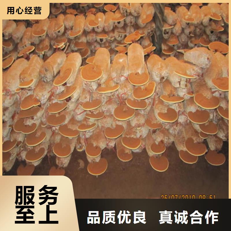 优质的
灵芝粉【无中间商】用品质说话