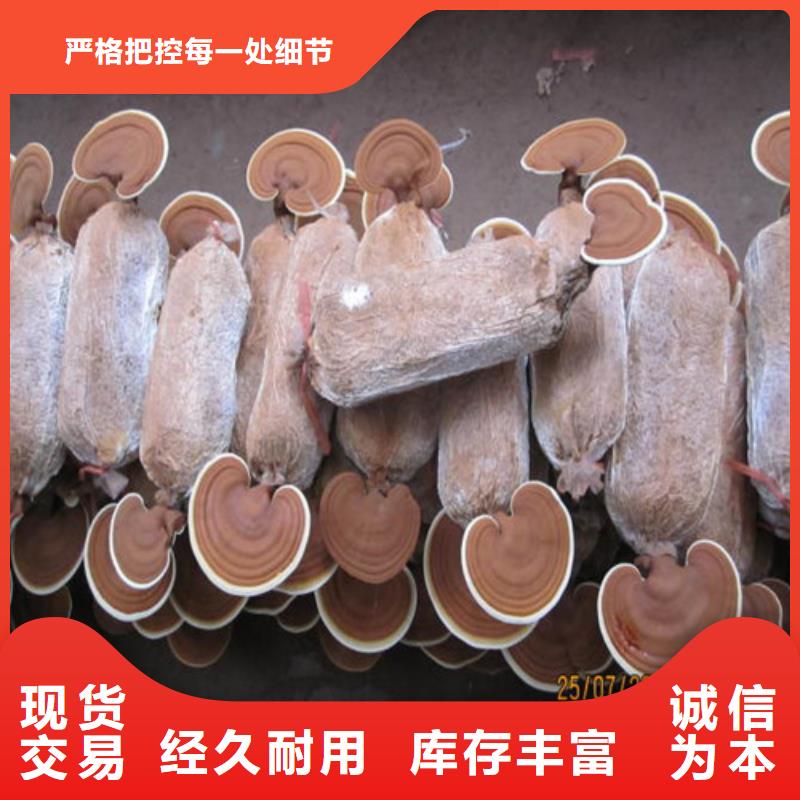 了解灵芝超微粉-按需求定制工厂现货供应