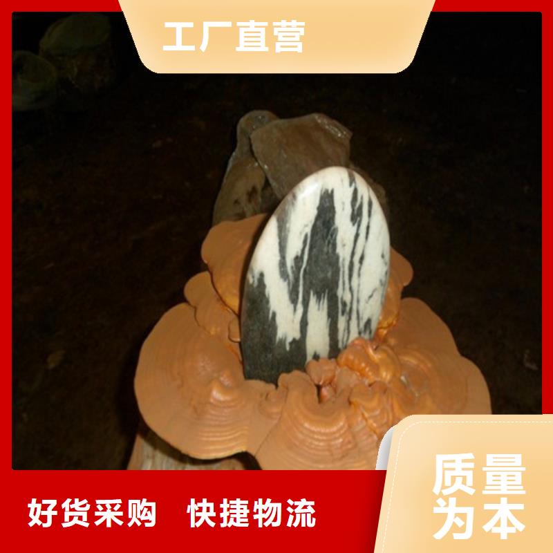 
灵芝粉厂家直销-本地生产厂家本地品牌