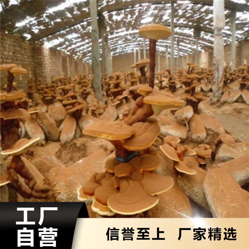
灵芝粉质量保证当地货源