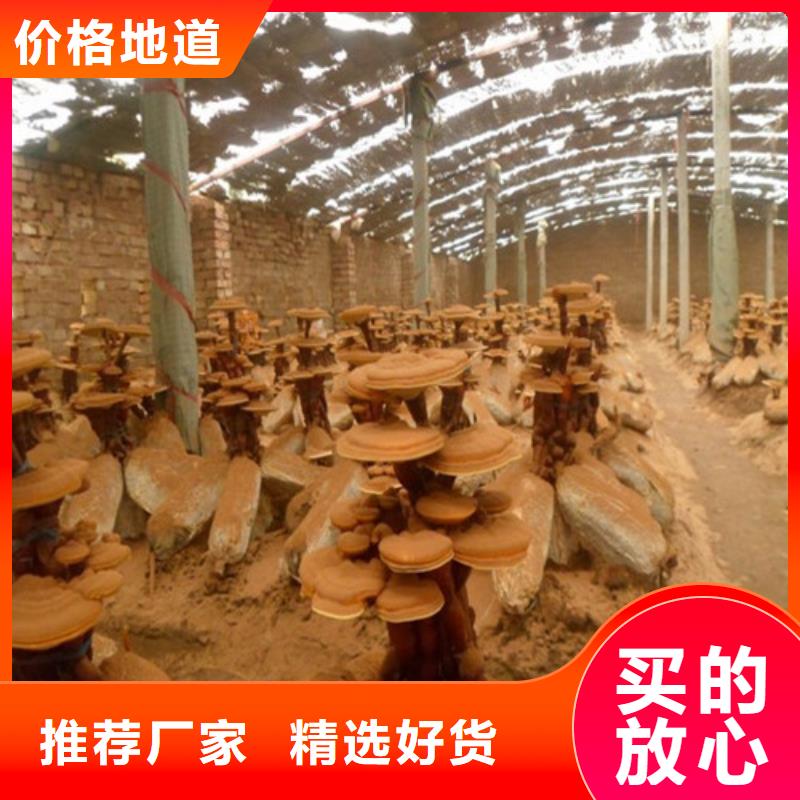 灵芝超微粉公司发货快源头工厂