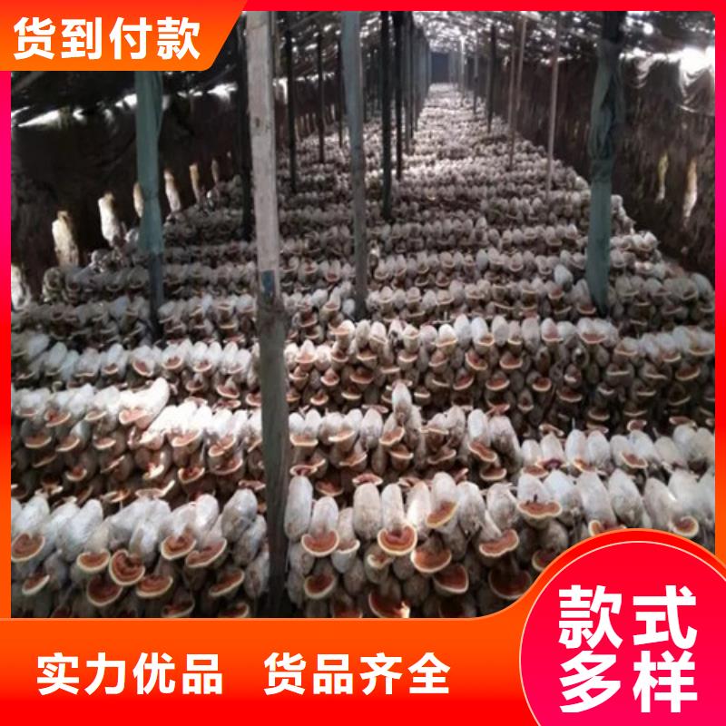 灵芝超微粉生产厂家_规格齐全来图定制量大从优