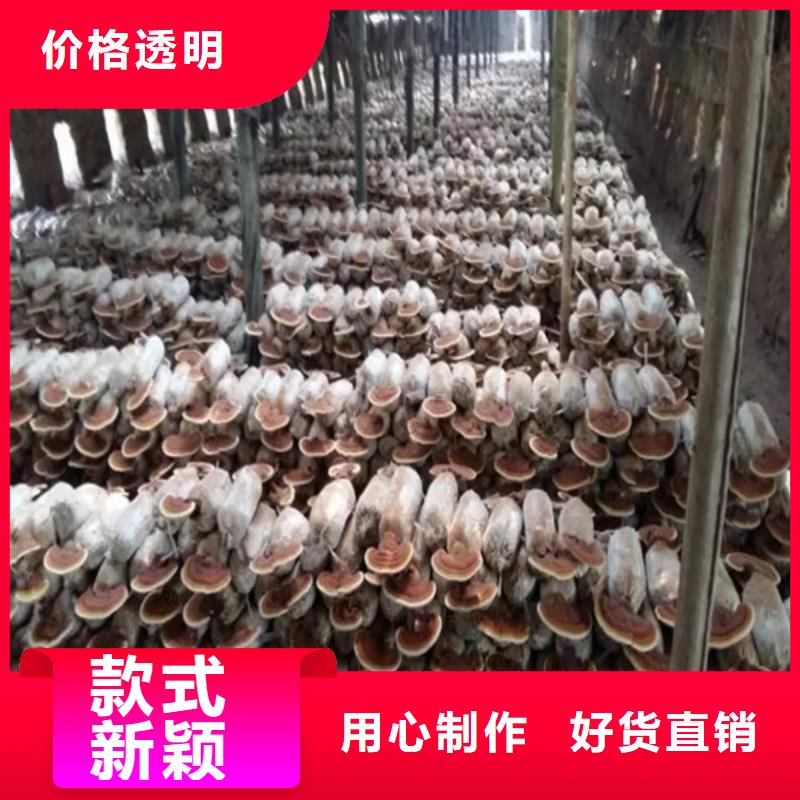 
灵芝粉生产经验丰富厂家直营