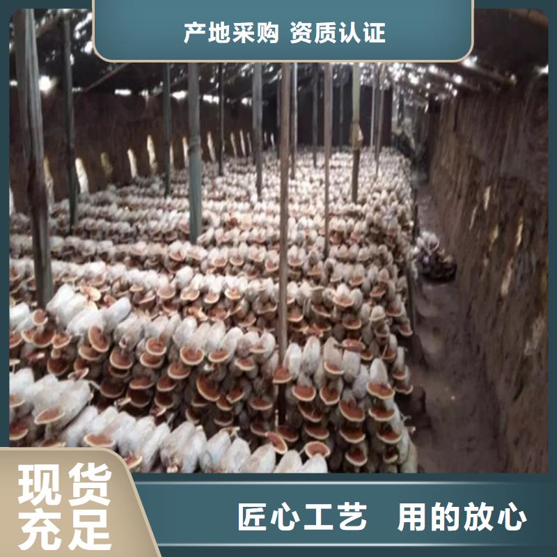 三门峡
灵芝粉新品促销