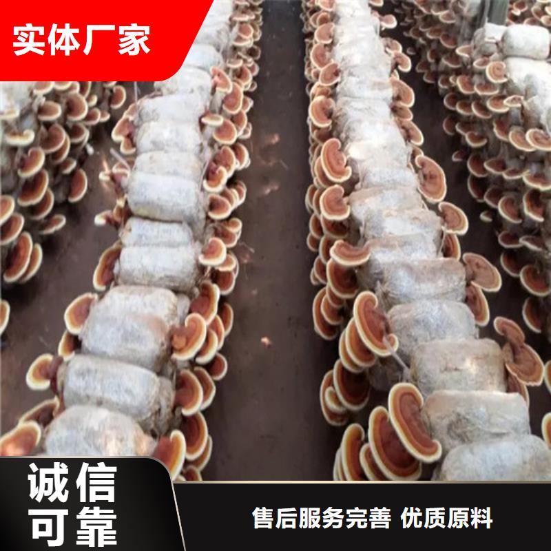 
灵芝超细粉批发零售均可现货直发