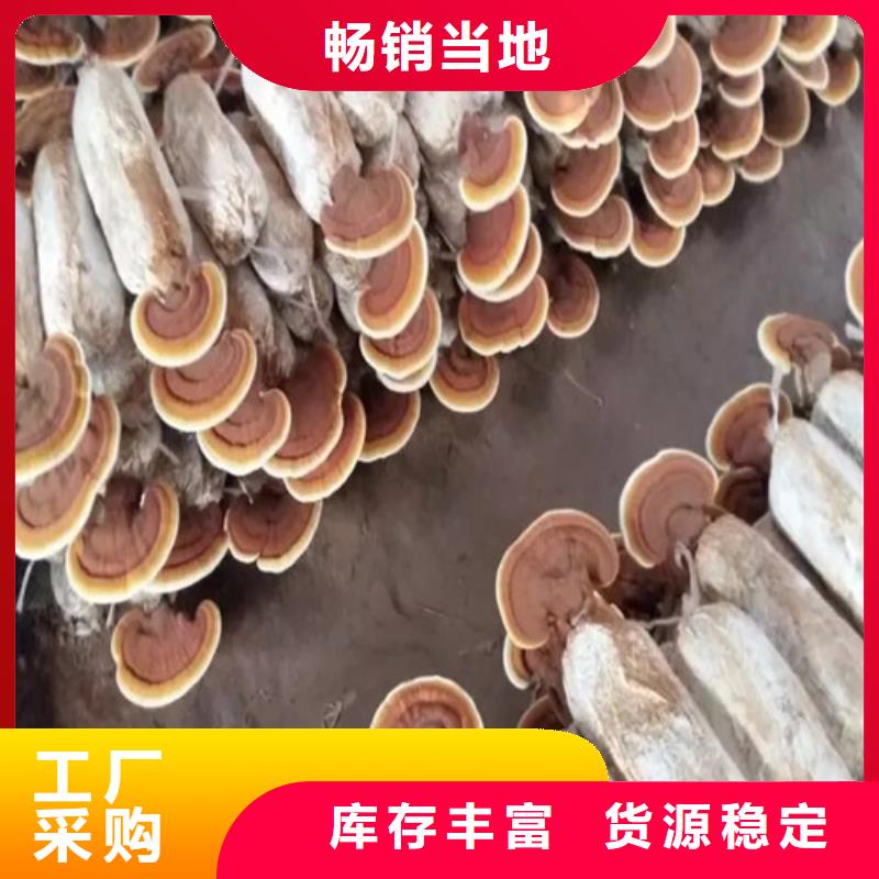 #灵芝切片#实力厂家同城经销商