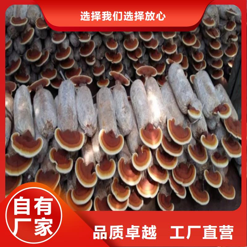 质量可靠的破壁灵芝粉经销商本地供应商