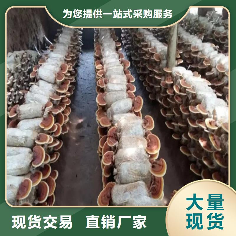 灵芝孢子粉定制-不另行收费本地供应商