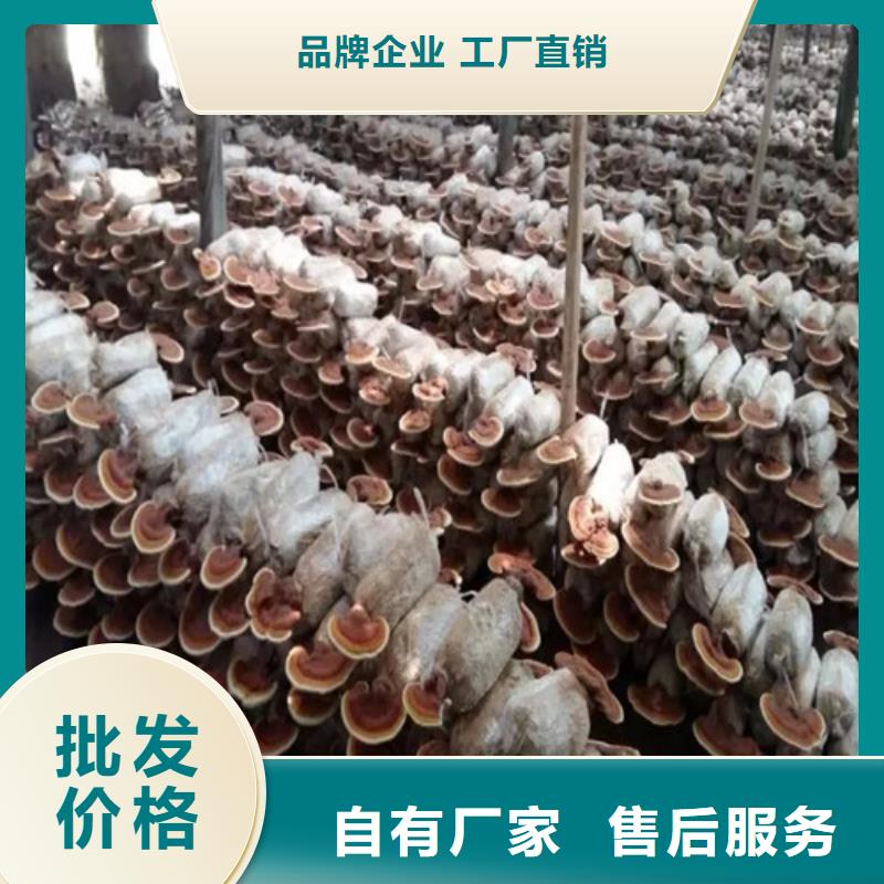 #灵芝孢子粉#实力厂家可零售可批发