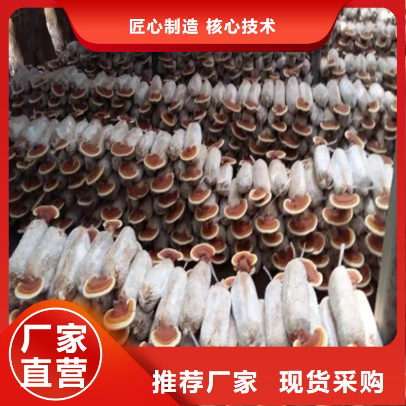 诚信为本灵芝超微粉厂家价格公道合理