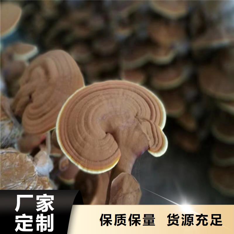 发货及时的袋料灵芝公司厂家实力大