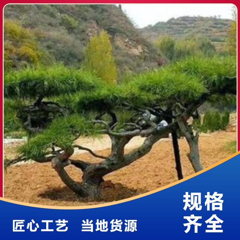 品牌的泰山松生产厂家根据要求定制