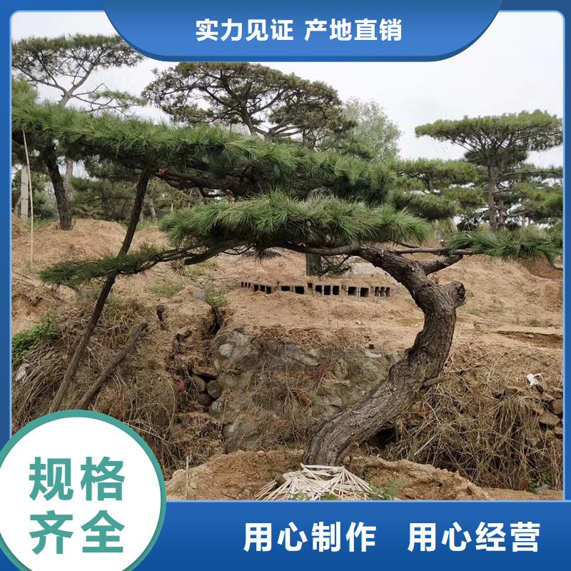 造型松树批发价格分类和特点